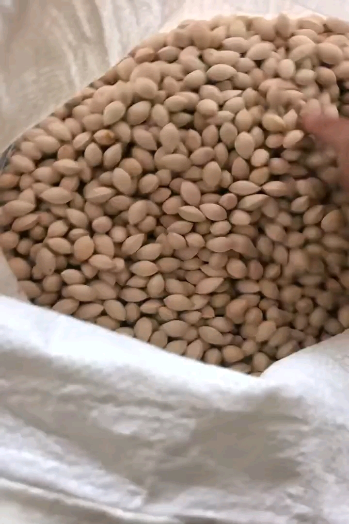 10公分椴树