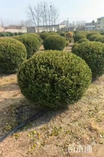 冠幅150厘米瓜子黄杨球