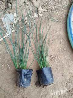 高度40厘米蔺草