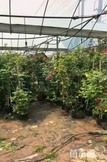 高度160厘米大花月季