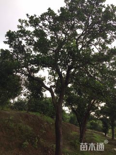 高度600厘米香橼