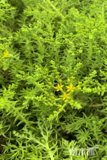 高度5厘米佛甲草