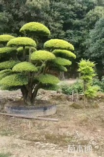 20公分造型亮晶女贞