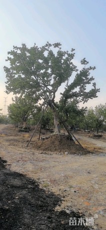45公分乌桕