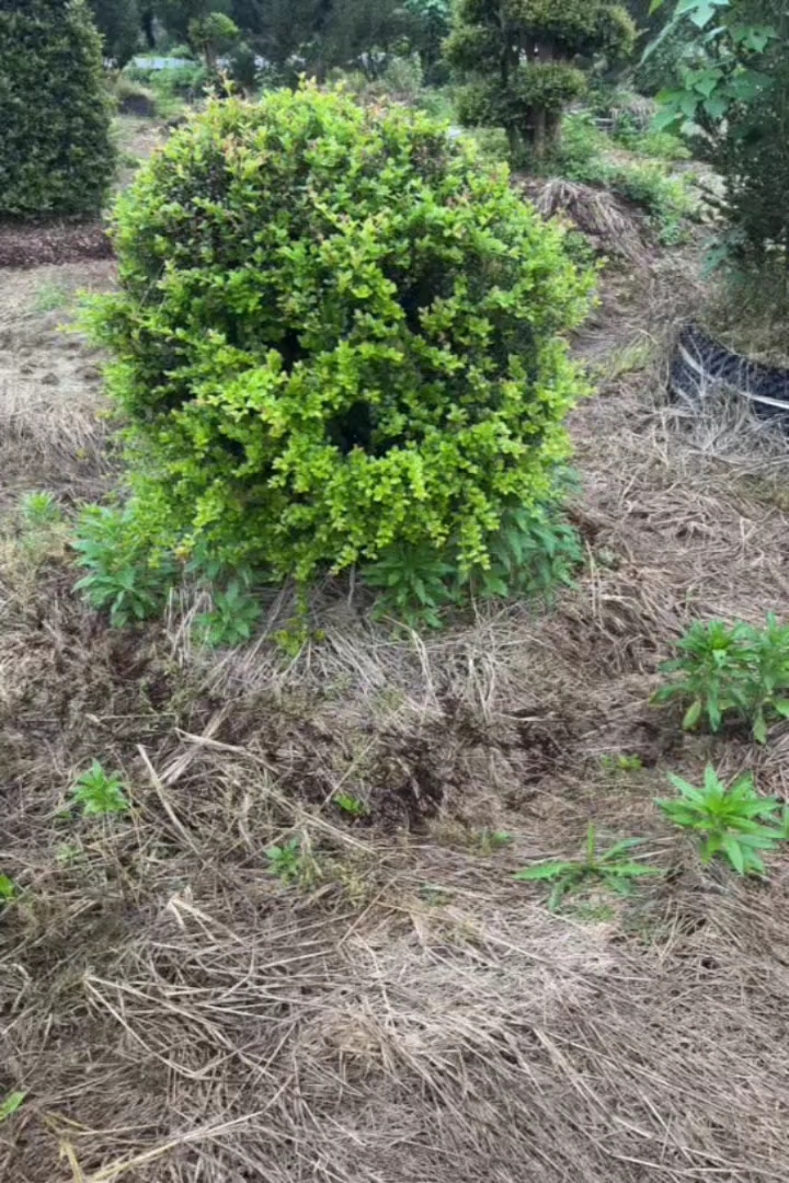 8公分赤楠