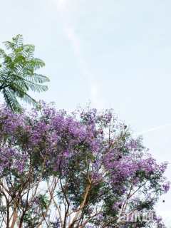 30公分蓝花楹