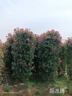 300厘米藤本月季