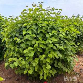 冠幅120厘米紫丁香球