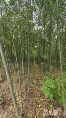 3公分柳树