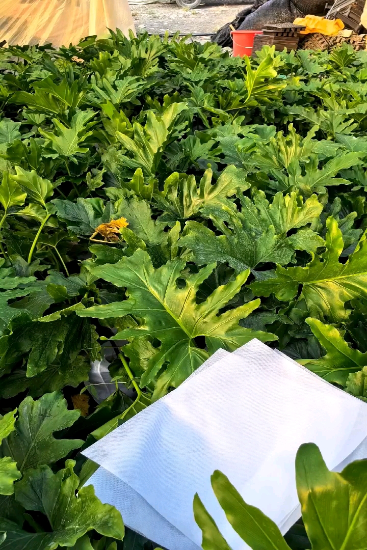 高度50厘米春羽