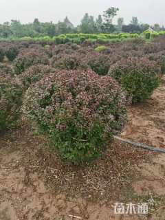 冠幅120厘米紫叶小檗球