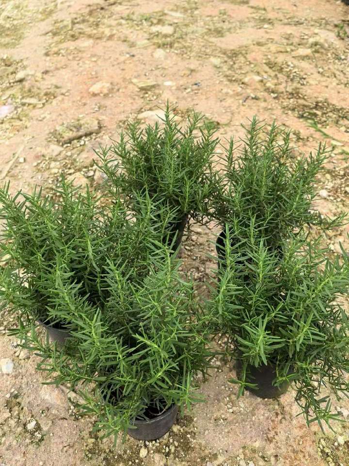 高度30厘米匍匐迷迭香