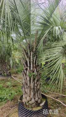 裸干高150厘米布迪椰子