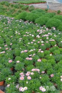 高度15厘米玛格丽特花