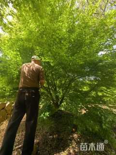 高度450厘米丛生鸡爪槭