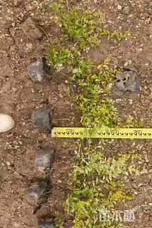 高度50厘米六道木