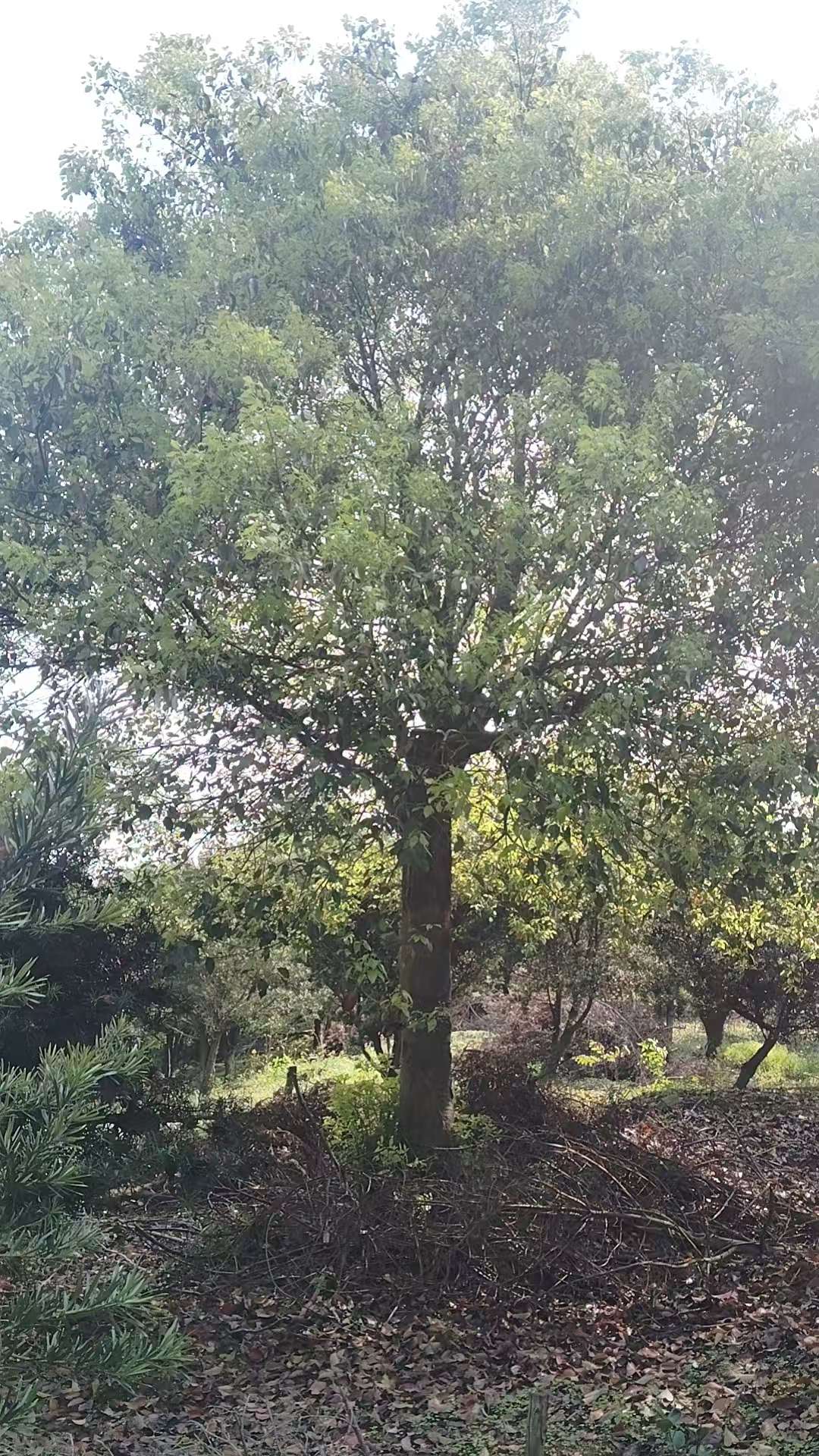 30公分香樟
