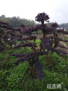 300厘米造型红花继木桩