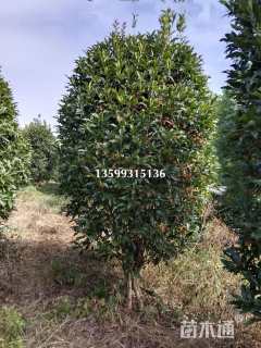12公分桂花