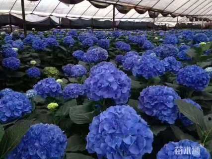 高度7厘米八仙花