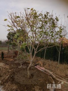 高度300厘米蜡梅