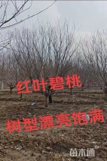 17公分红叶碧桃