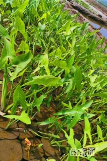 高度30厘米慈姑