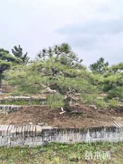 15公分造型黑松