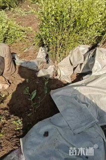 高度50厘米水蜡