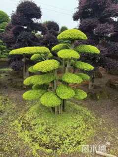 高度150厘米小丑火棘球