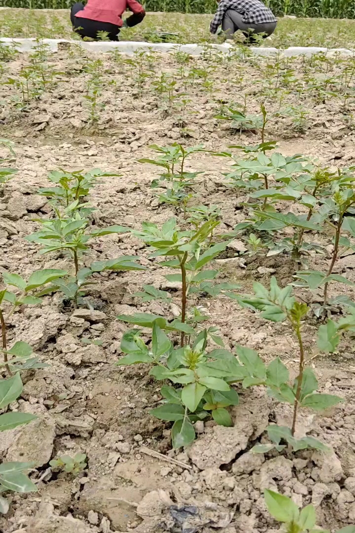 高度10厘米花椒
