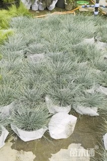 高度10厘米玉簪