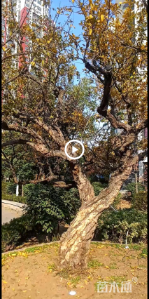高度300厘米石榴