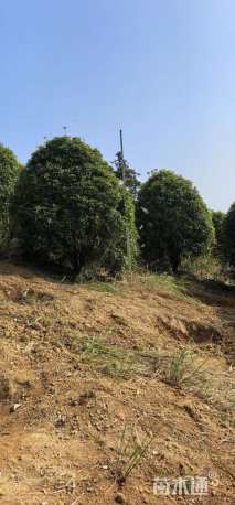 高度400厘米丛生桂花
