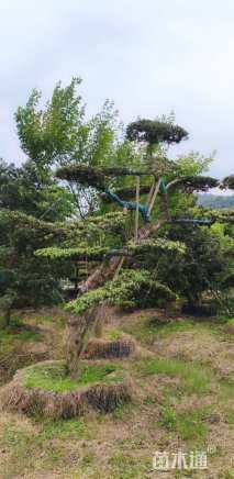 高度320厘米杜鹃