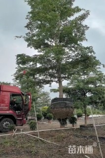 15公分小叶榄仁