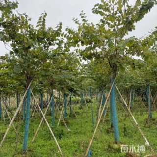 5公分洋紫荆