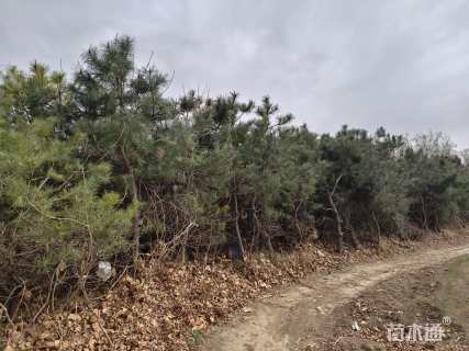 高度3500厘米油松