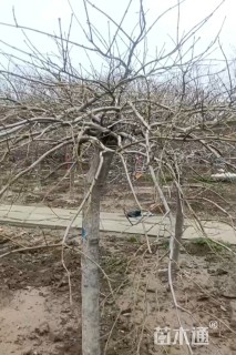 高度1.5厘米羽毛枫