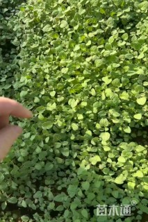 高度15厘米荆芥