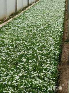 高度15厘米芝樱