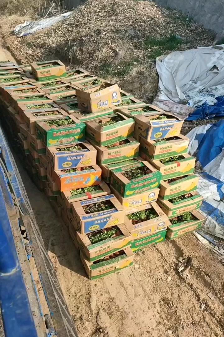 高度30厘米丰花月季小苗
