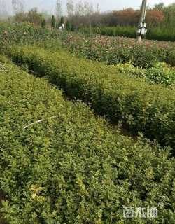 高度30厘米黄刺玫