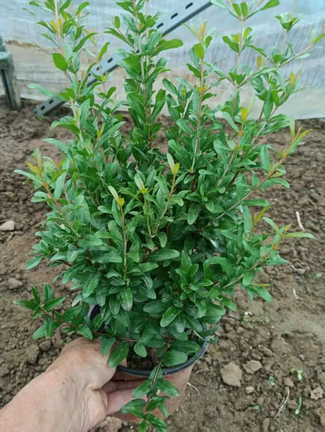 高度40厘米石榴