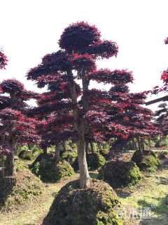 300厘米造型红花继木桩