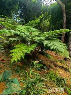 10公分桫椤