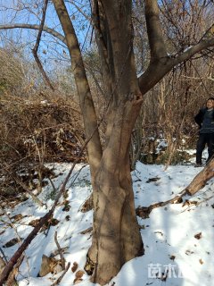 50公分丛生朴树