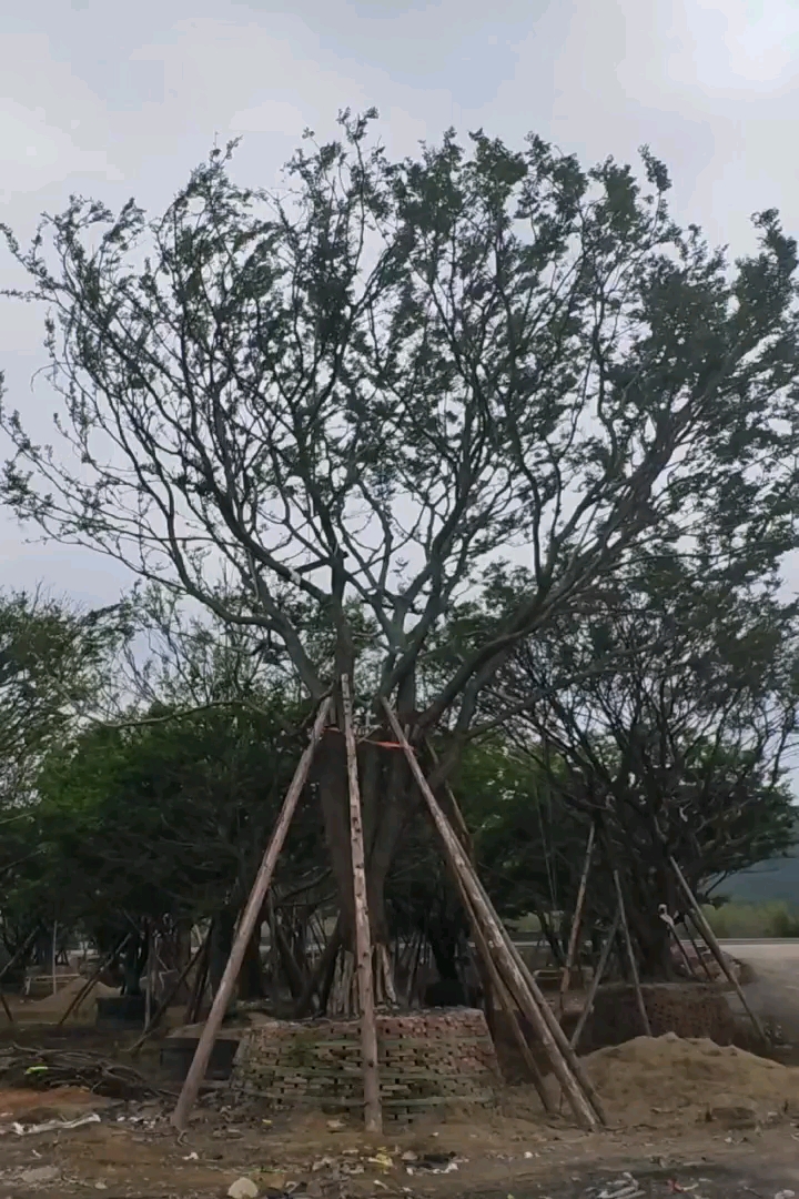 20公分朴树