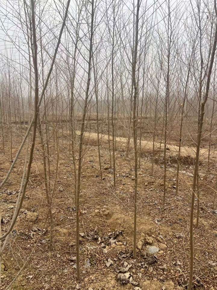 2公分杨树