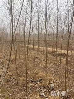 2公分杨树